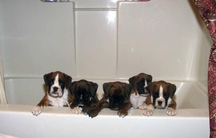 Puppies at 7 wks