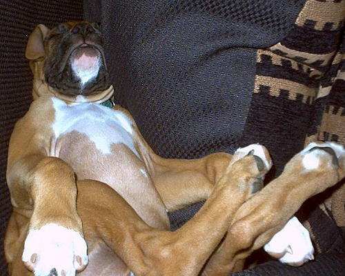 Puppies can sleep anywhere.