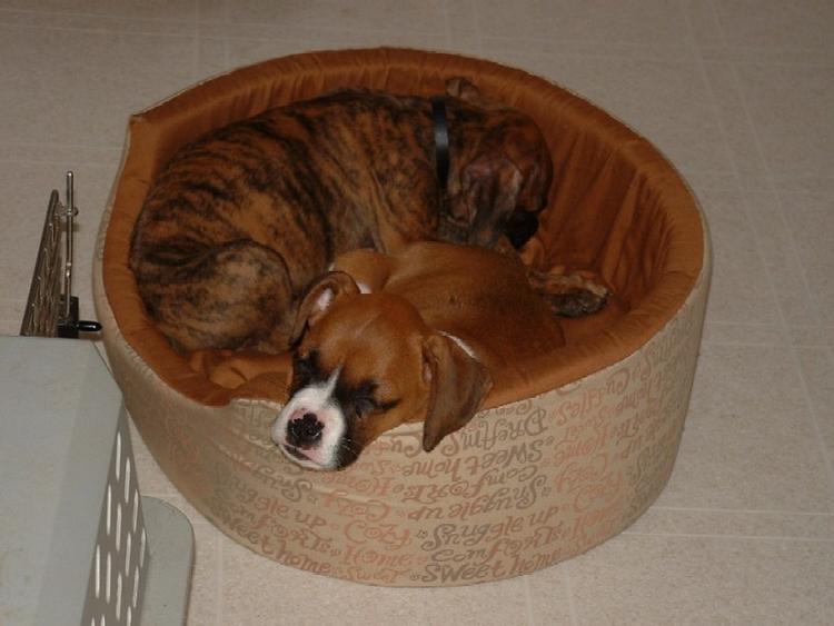 Puppies Sleeping