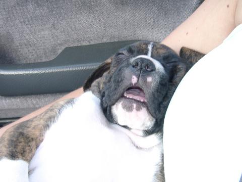 Puppies snore too!