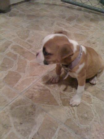 Puppies