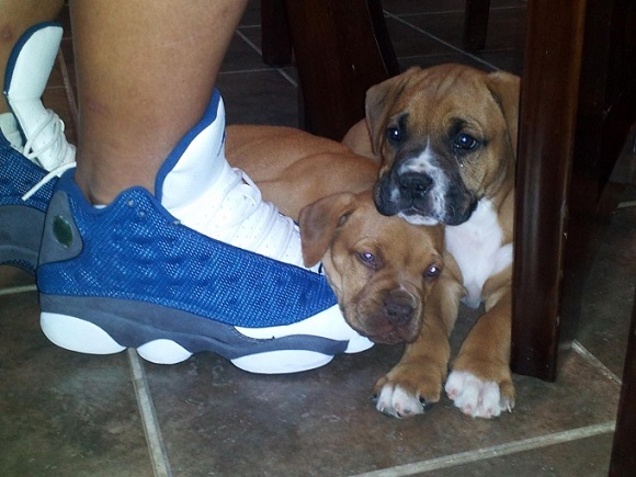 Puppies