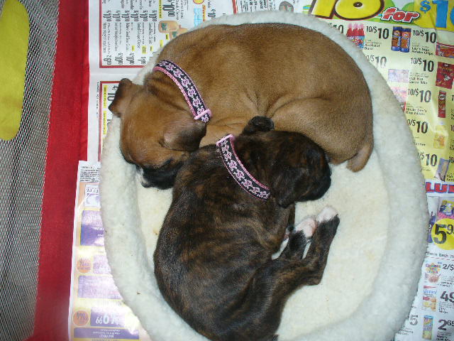 puppies_047