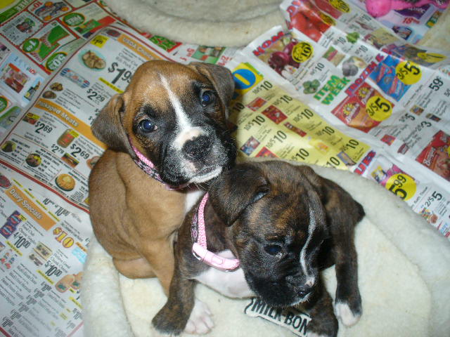 puppies_048