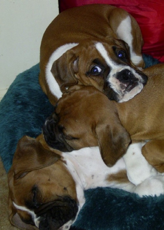 puppies_pile_on
