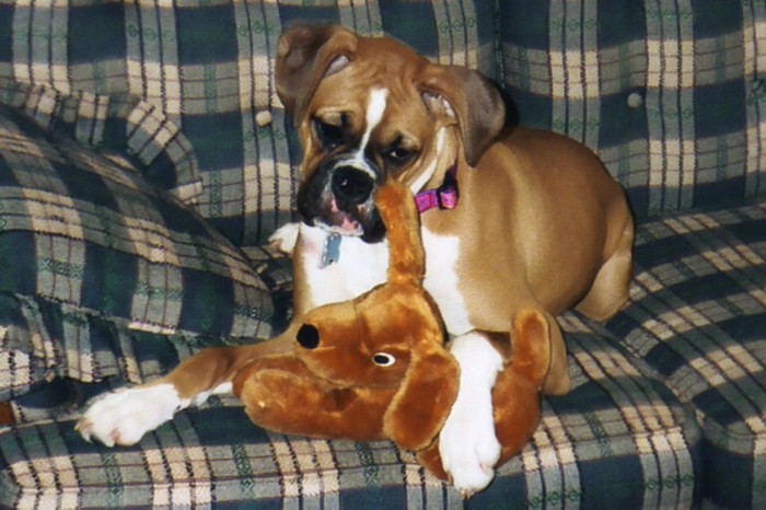 Puppu Luvin