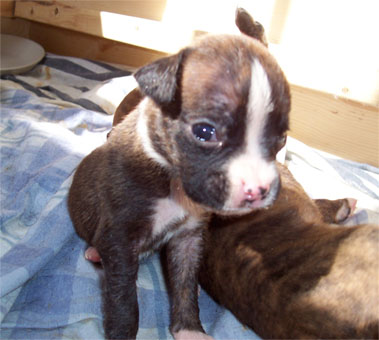 Puppy at 4 weeks.