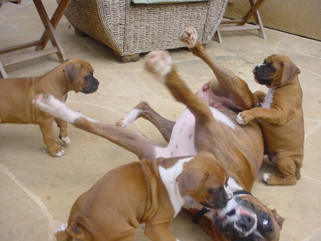 Puppy Attack!