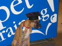 Puppy Class Graduate