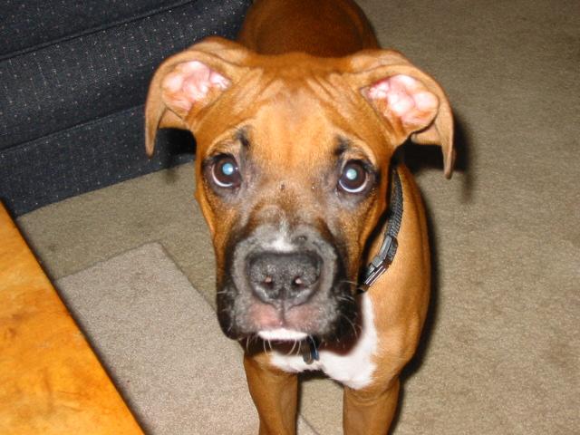 puppy close up