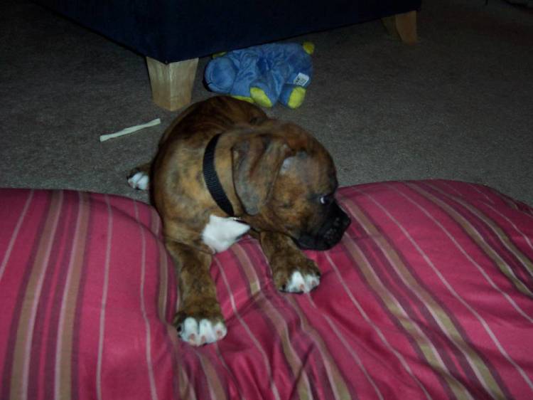 puppy coco