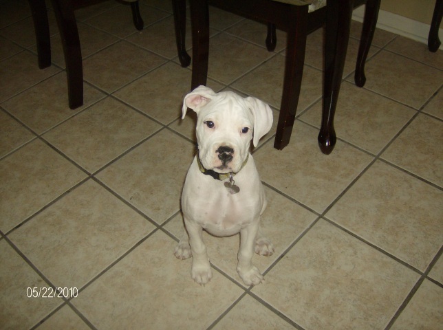 Puppy Days