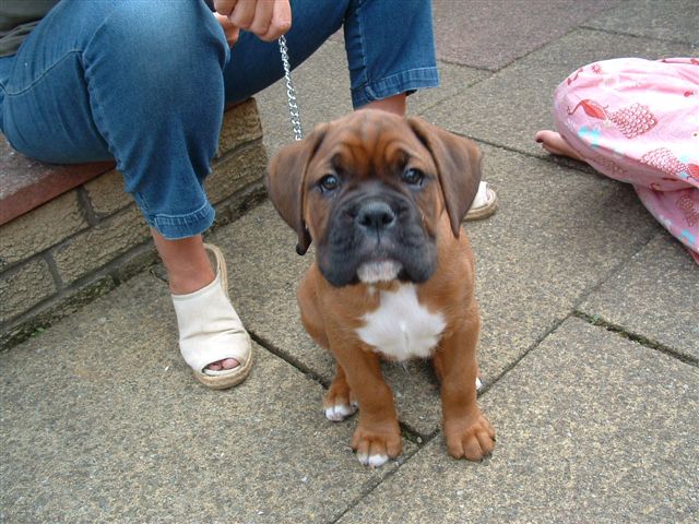Puppy Diesel