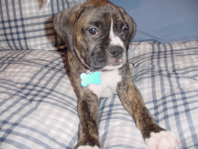 Puppy dog eyes