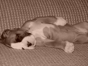 Puppy Dreams