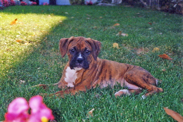 Puppy Duke