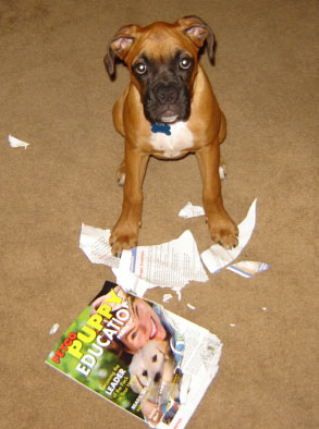 Puppy Education?