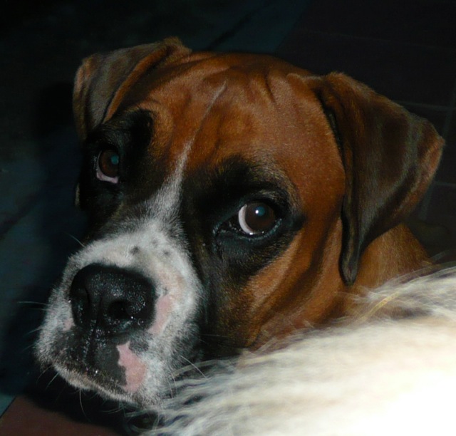 Puppy eyes