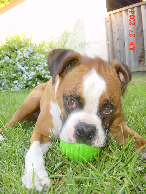 puppy face