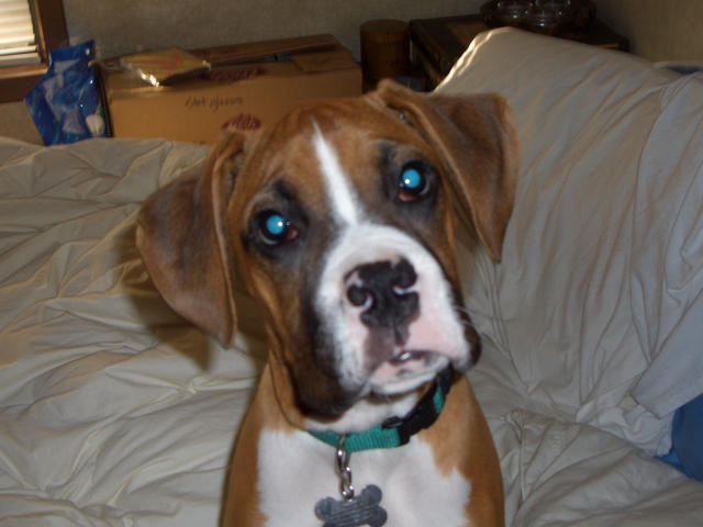 Puppy Face