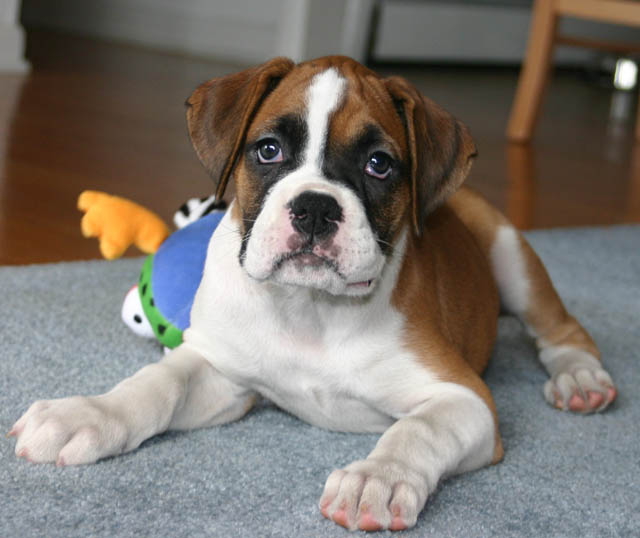 puppy face