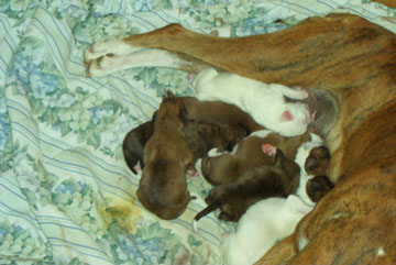 Puppy feeding time