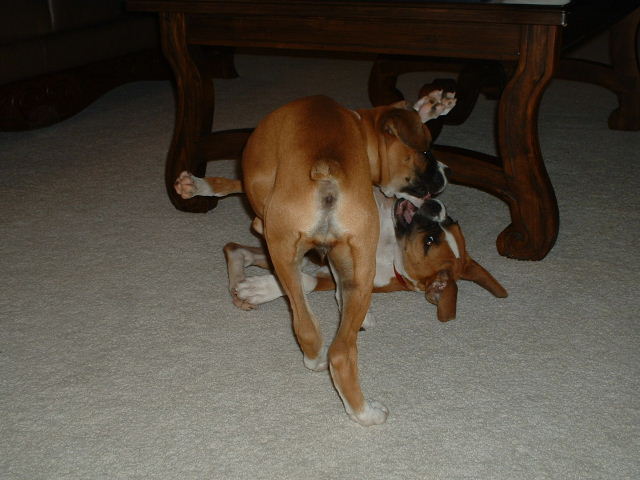 Puppy fight