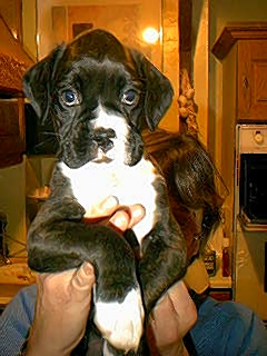 Puppy Girl