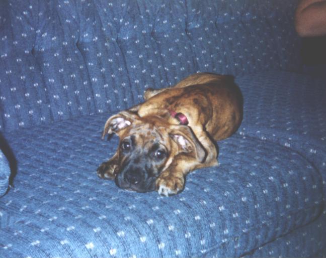 Puppy Gretal
