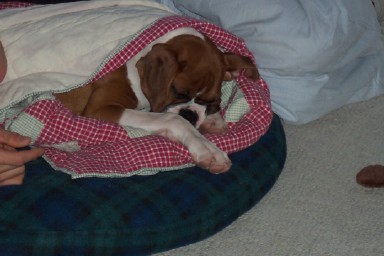 Puppy In A Blanket