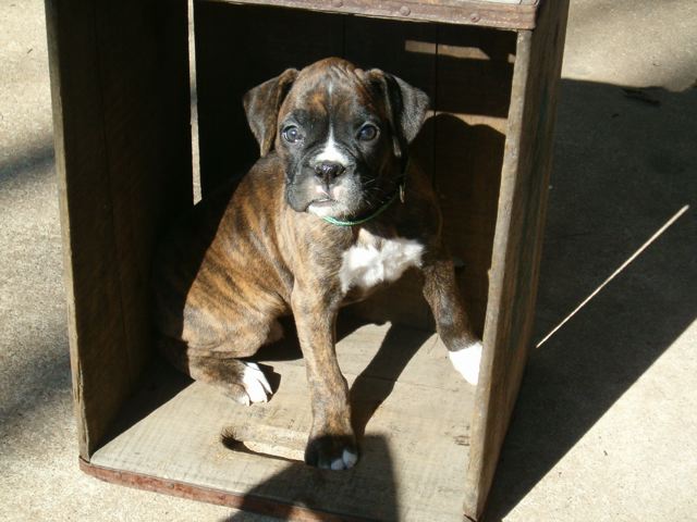 puppy in a box