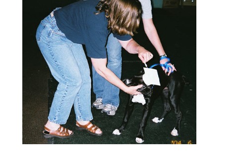 Puppy Kindergarten Grad