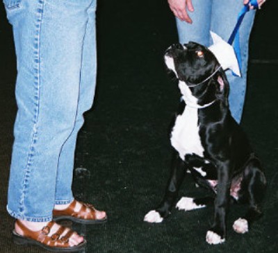 Puppy Kindergarten Grad