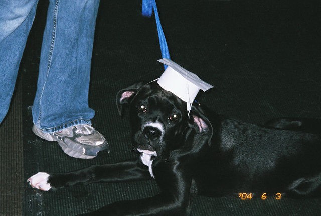 Puppy Kindergarten Grad
