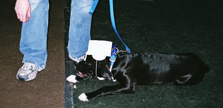 puppy kindergaten grad