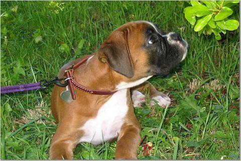 puppy-kissing