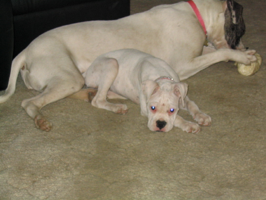 Puppy Layla