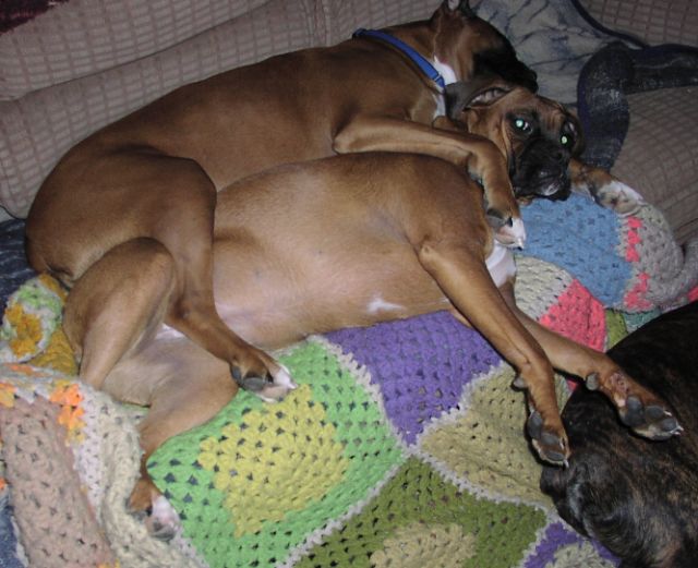 Puppy love