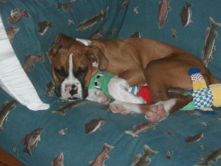 Puppy Love