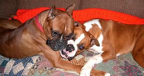 Puppy Love