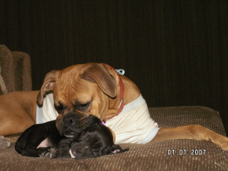 Puppy love