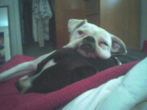 Puppy Luv