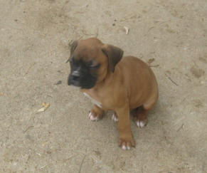 puppy Mason