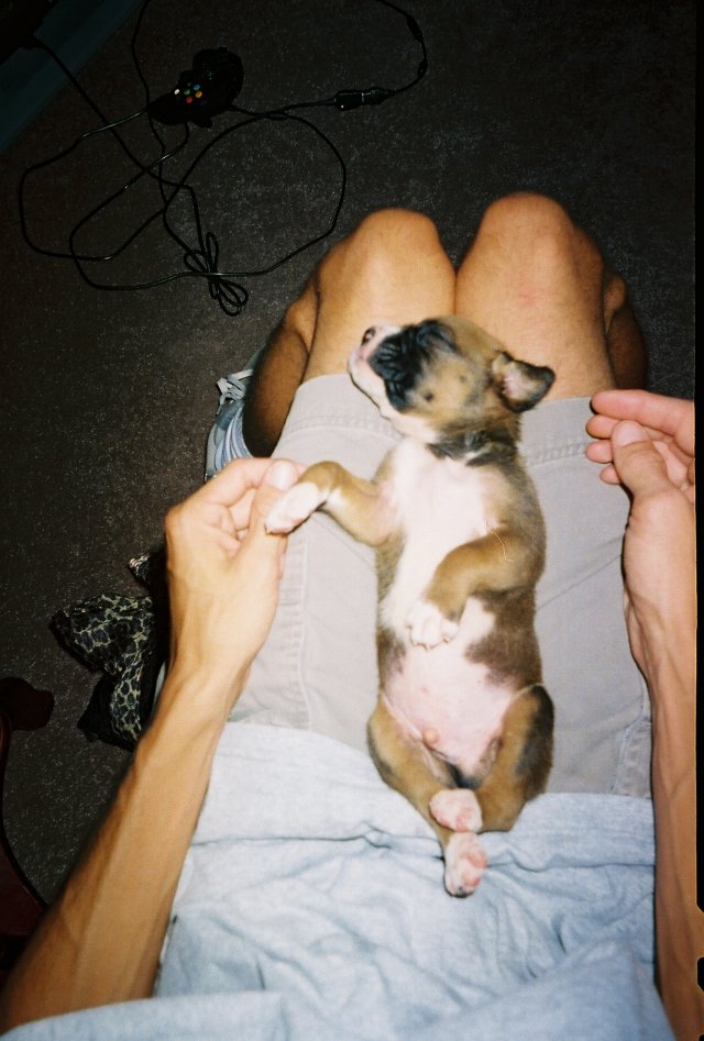 Puppy Nap