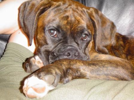puppy of mystery