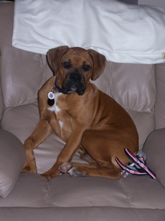 Puppy on recliner