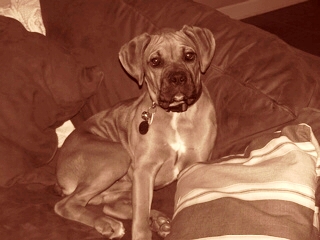 Puppy on the couch