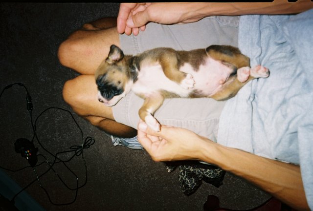 Puppy out cold