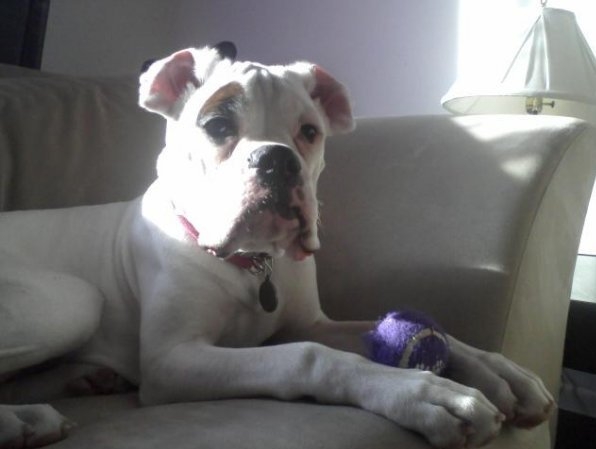 puppy oz