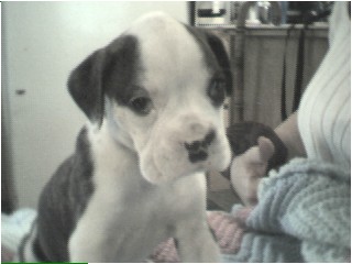 Puppy pic 1